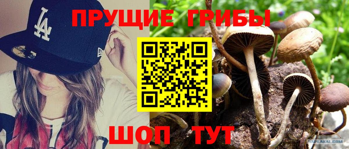 Псилоцибиновые грибы GOLDEN TEACHER Первоуральск
